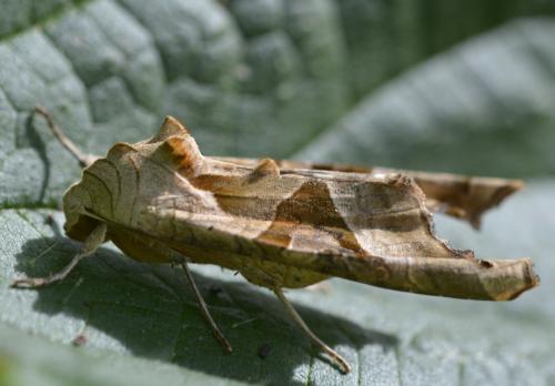 Réf. 245 532 : Phlogophora meticulosa